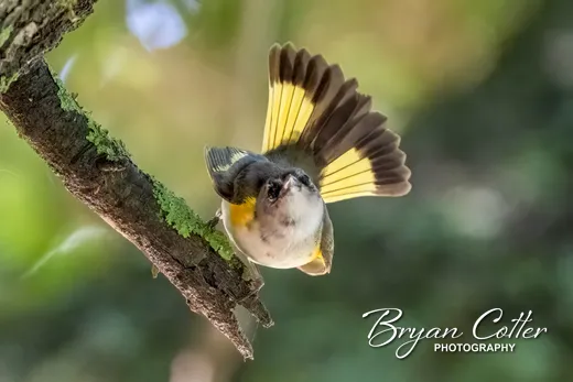 American Redstart