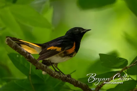 American Redstart