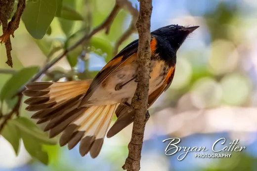 American Redstart