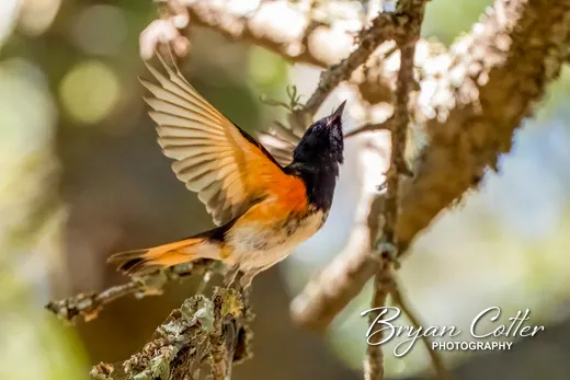 American Redstart