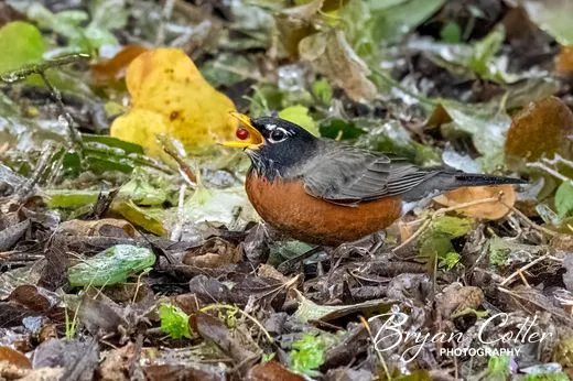 American Robin