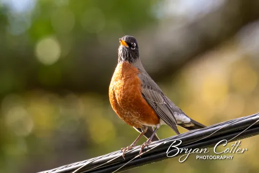 American Robin