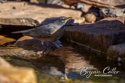 American Robin