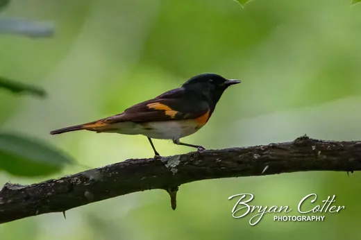 American Redstart