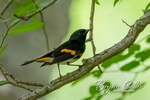 American Redstart