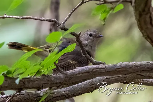 American Redstart photographed in Texas by Bryan Cotter