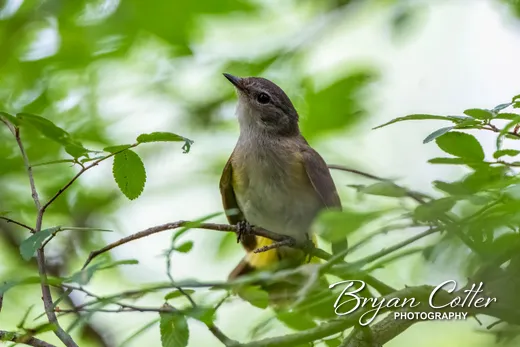 American Redstart