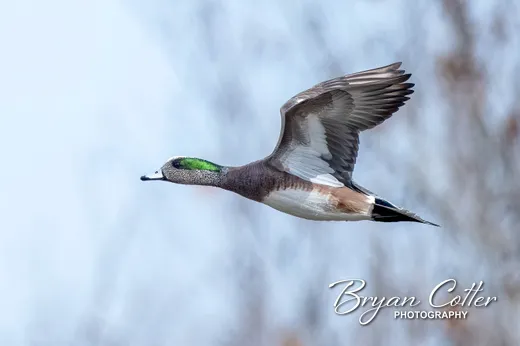 American Wigeon
