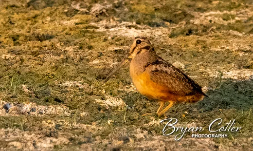 American Woodcock