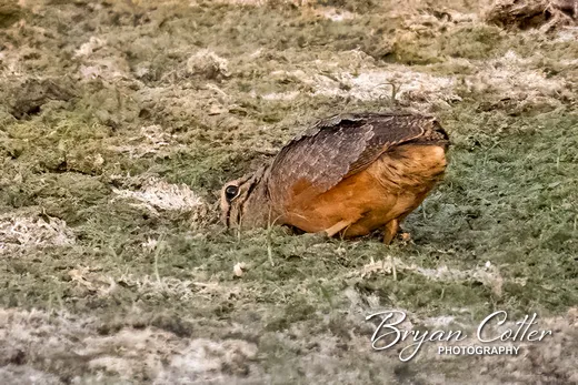 American Woodcock