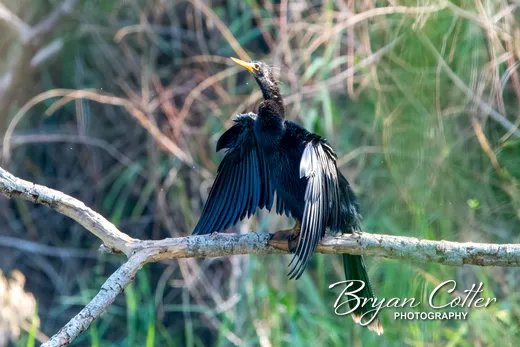 Anhinga