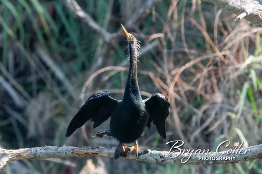 Anhinga