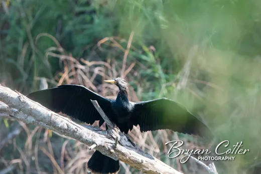 Anhinga