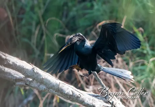 Anhinga