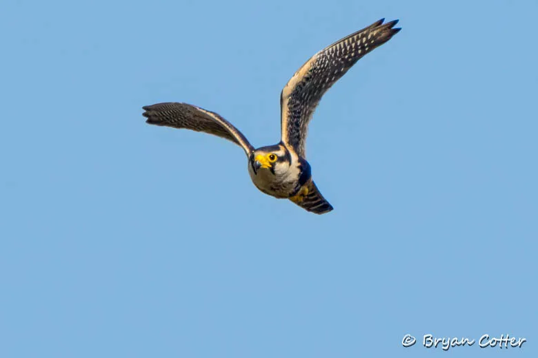 Aplomado Falcon photographed in the Coastal Bend region of Texas by Bryan Cotter