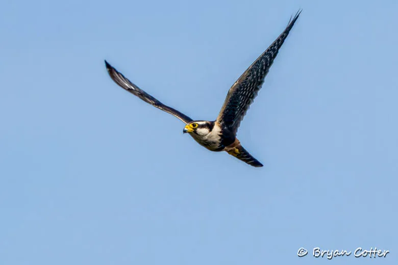 Aplomado Falcon
