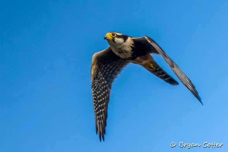 Aplomado Falcon