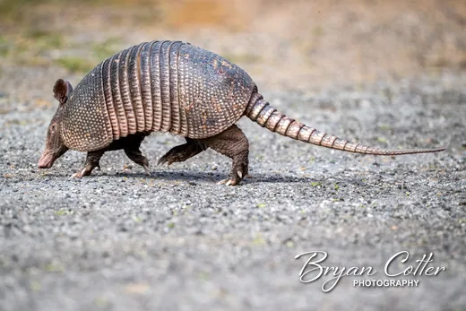 Nine-banded Armadillo
