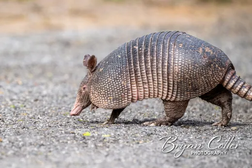 Nine-banded Armadillo