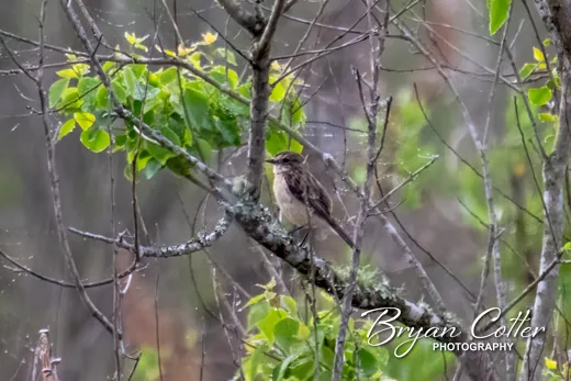 Amur Stonechat