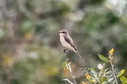 Amur Stonechat