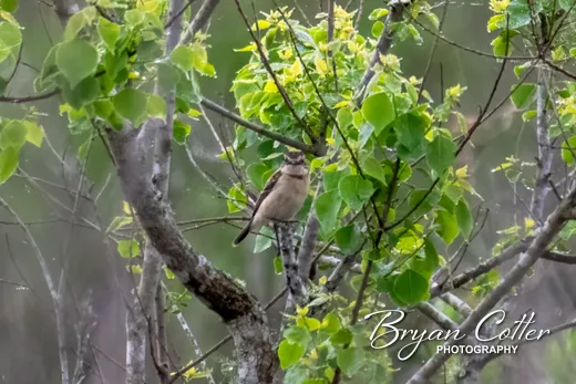 Amur Stonechat