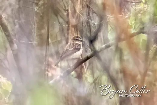 Amur Stonechat
