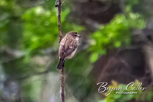 Amur Stonechat