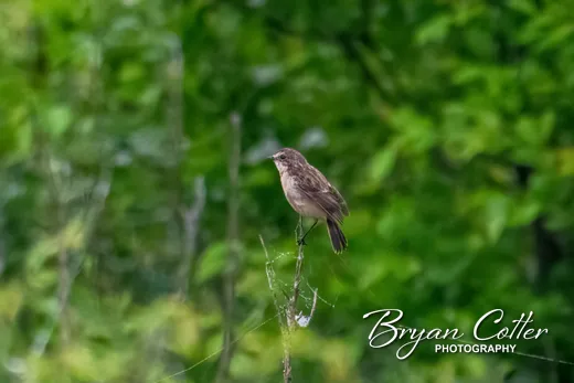 Amur Stonechat