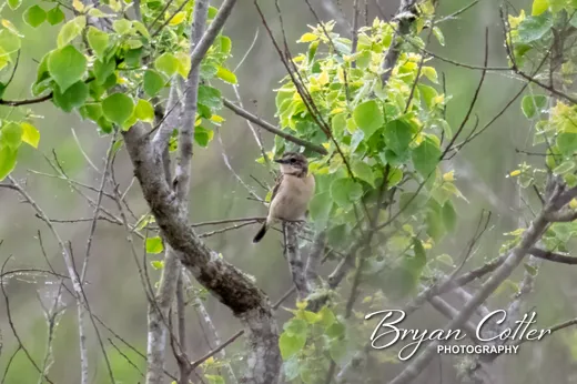 Amur Stonechat