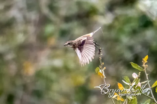 Amur Stonechat