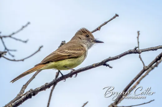 Ash-throated Flycatcher