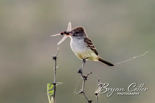 Ash-throated Flycatcher photographed in the Balmorhea region of Texas by Bryan Cotter