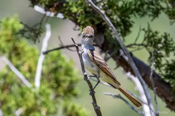 Ash-throated Flycatcher photographed in Texas by Bryan Cotter