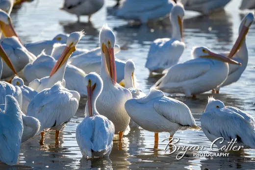 American White Pelican