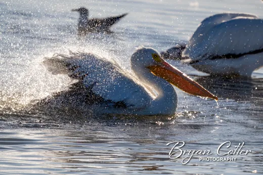 American White Pelican