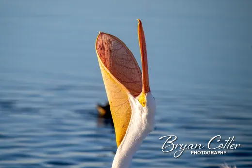 American White Pelican