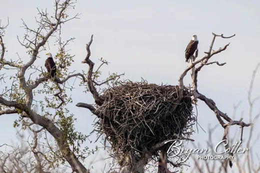 Bald Eagle