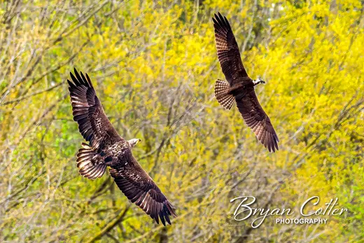 Bald Eagle