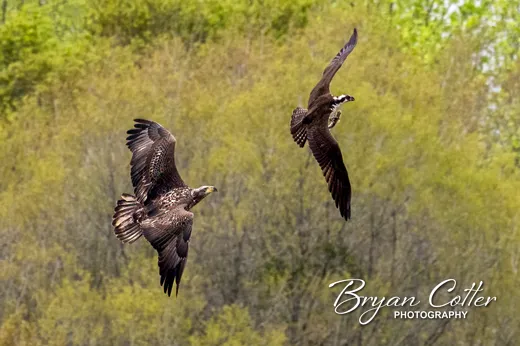 Bald Eagle