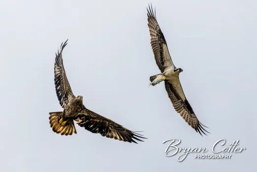 Bald Eagle