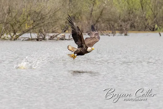 Bald Eagle