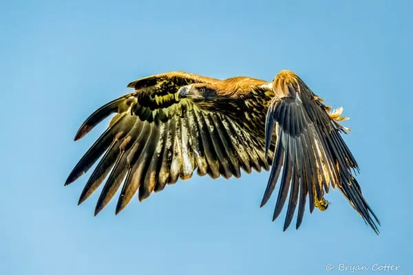 Bald Eagle