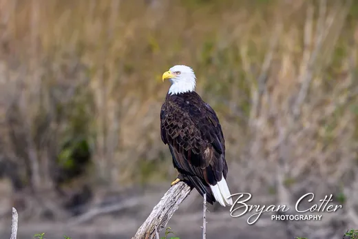 Bald Eagle photographed in the Granger Lake region of Texas by Bryan Cotter