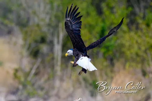 Bald Eagle