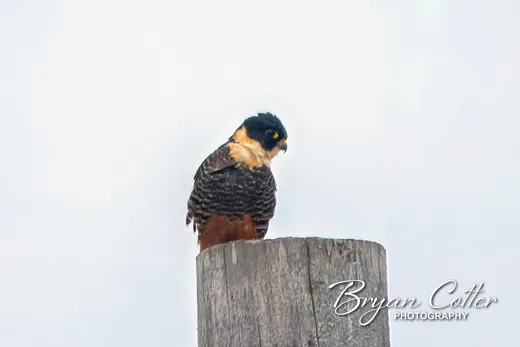 Bat Falcon
