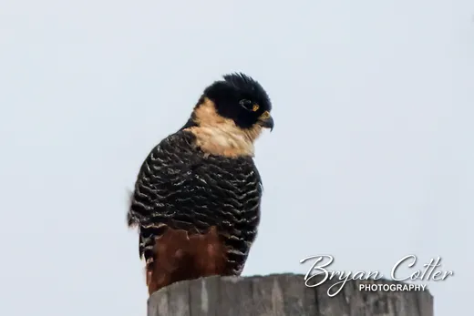 Bat Falcon