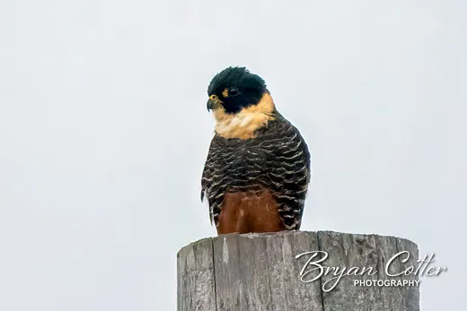 Bat Falcon