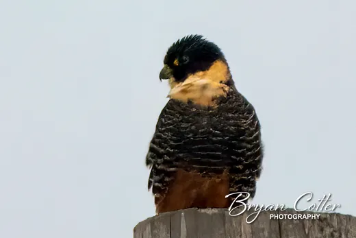 Bat Falcon