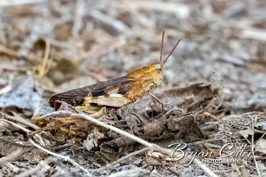 Band-winged Grasshopper photographed in Texas by Bryan Cotter